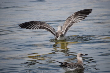 In the photo, seagulls are flying over the water.