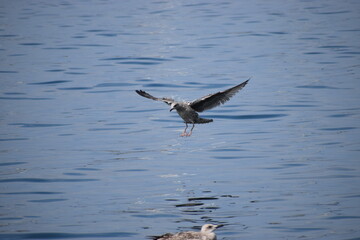 In the photo, seagulls are flying over the water.
