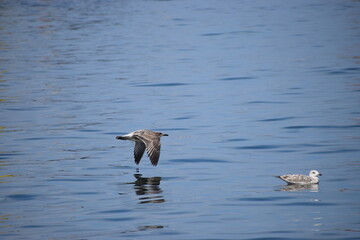 In the photo, seagulls are flying over the water.