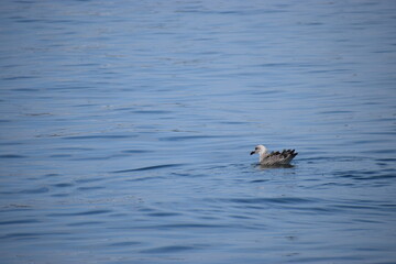In the photo, seagulls are swimming in the sea.