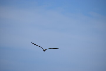 Photo of a silver martin seagull flying in the sky.