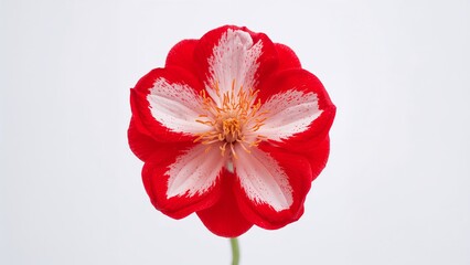 Red and White Elegant Flower with Delicate Petals and Yellow Stamens, Isolated
