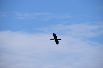 In the photo, a black cormorant duck is flying in the sky