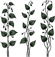 Set of silhouettes vine branches leaves. Grapes vineyard, grapevine black and white illustration. Wine labels design, Borders hand drawn decorative vines and berries botanical motifs. 