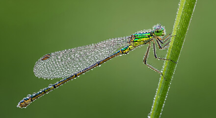 Close-up of damselfly covered in dew, perched on a green stem, showcasing intricate wing detail and vibrant colors, symbolizing nature's beauty and fragility