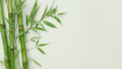 Naklejka premium Fresh Bamboo Stems and Leaves on a Clean, White Background Natural Beauty.