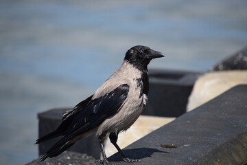 A crow on a pier poses for a photo