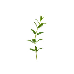 A single, delicate, minimalist green sprig with small, fresh leaves, perfectly placed as a place setting decoration on a pristine, transparent background, overhead shot, shadowless lighting.