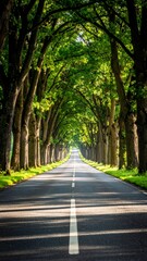 Fototapeta premium Scenic tree-lined road