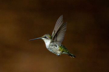 Female hummingbird in flight.  Telephoto shot.
