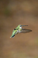 Hummingbird with ruffled feathers in flight.