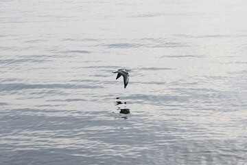 In the photo, a seagull is flying over the water.