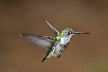 hummingbird in flight