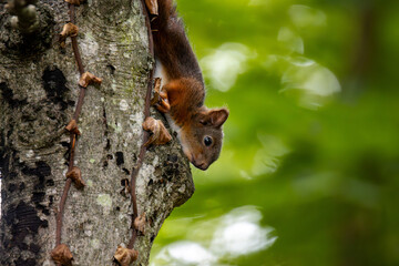 Eichhörnchen am Baumstamm im Wald vor grünem Hintergrund - Sciurus vulgaris