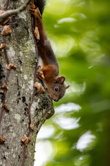 Eichhörnchen am Baumstamm im Wald vor grünem Hintergrund - Sciurus vulgaris