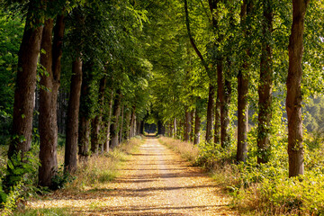 Summer countryside landscape, Gravel path into the forest with warm sunlight in morning, Small street with tree trunks and green leaves, Gelderland is a province in the centre-east of the Netherlands.