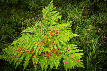 fern in the forest