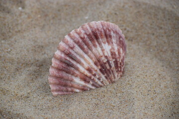 in the photo is a scallop shell of one of the species of sea scallops