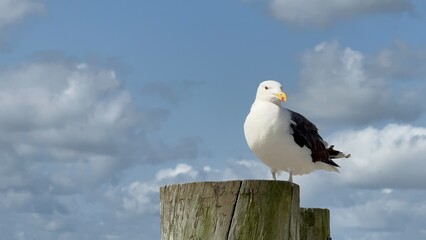 Large seagull with a yellow beak on a wooden pilling with a blue sky with white puffy clouds in the...