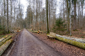tree trunks © waechter-media.de