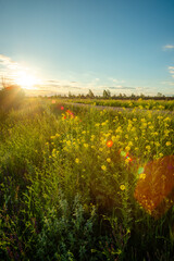Sunlight Bursting Through a Field of Tall Grass and Yellow Flowers
