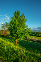 Fototapeta premium A vibrant spring landscape featuring a healthy green tree standing on a grassy hill, surrounded by yellow wildflowers with more green hills and blooming bushes in the distance.