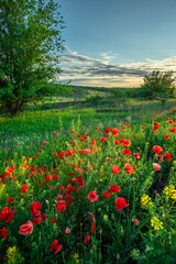 A stunning golden hour spring scene with a hillside blanketed in vibrant red poppies and yellow wildflowers, leading to a gentle, rolling green countryside under a soft sunset sky.