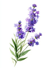 Obraz premium pastel watercolor of a small sprig of lavender with delicate purple flowers and green leaves isolated on white background minimalistic for greeting cards banners high quality and detail