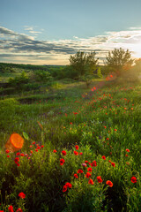 A stunning golden hour photo of a sunlit field of red poppies and wildflowers, with the sun's warm rays and a beautiful lens flare creating a magical atmosphere.