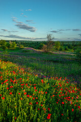 A wide and colorful spring vista of a hilly landscape, with a foreground full of red poppies and purple wildflowers, and a glimpse of a reflective body of water in the distance.