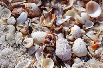 seashells on the beach with hermit crab