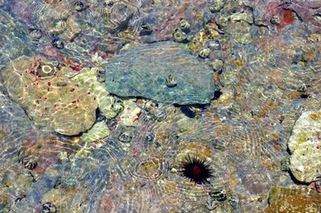 tidepool scene