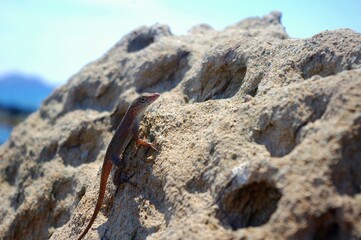 lizard on the rock