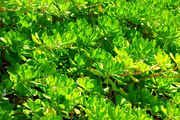 green leaves background
