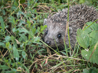 Adorable European hedgehog (Erinaceus europaeus) peeking through lush green grass in a natural meadow. Close-up wildlife shot capturing its curious eyes and spiky quills. Perfect for nature and animal