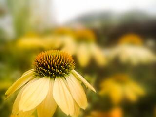 Echinacea yellow flowers blooming in the garden