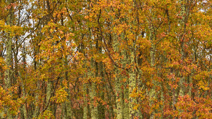 Forest of oak trees covered in lichen and autumn foliage