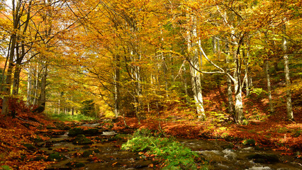 Tarnava Mica stream flowing among autumn colours