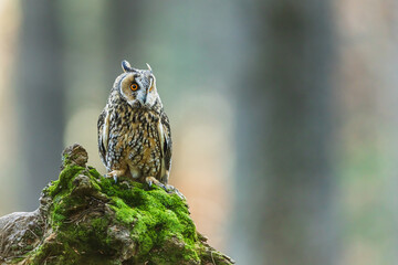 Long-eared owl Asio otus perched quietly on mossy forest stump