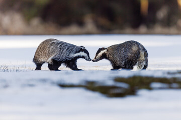 Two European badgers Meles meles gently touching noses in winter © michal