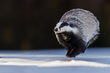 European badger Meles meles running fast across snowy clearing © michal
