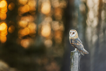 Beautiful barn owl Tyto alba perches on frosty wooden post at sunrise
