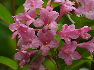  Blooming Weigela with Pink Flowers in Garden