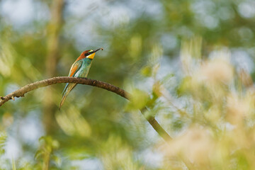 A bee-eater Merops apiaster looks around from a curved tree branch