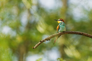 A bee-eater Merops apiaster sits quietly with prey in its beak