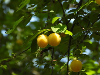 Mirabelle Plums Hanging on Tree in Garden
