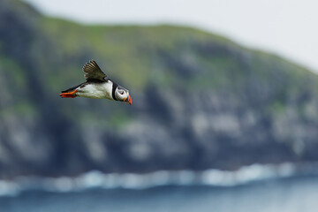 The Fratercula arctica Atlantic Puffin Flies Gracefully Along The Rocky Coastline