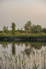 A tranquil, vertical image of a reflective lake surface mirroring a row of green trees and tall reeds under a hazy, soft golden-hour sky, creating a feeling of calm and natural serenity.