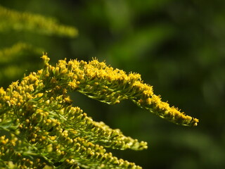 Canadian Goldenrod Among Greenery