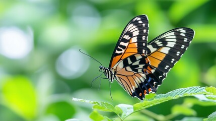 Naklejka premium Flying butterflies